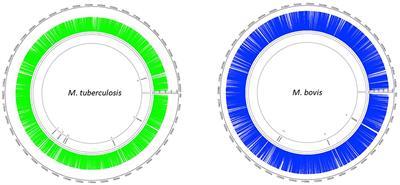 Probing Differences in Gene Essentiality Between the Human and Animal Adapted Lineages of the Mycobacterium tuberculosis Complex Using TnSeq